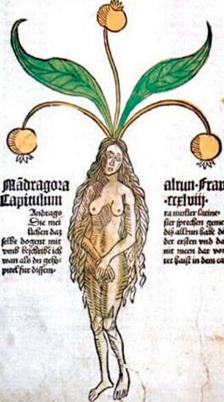 Mandragora femenina (Peter Hortus Sanitatis, 1485)